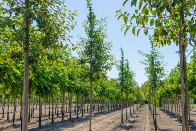 Malus 'Red Sentinel' hoogstam 8/10