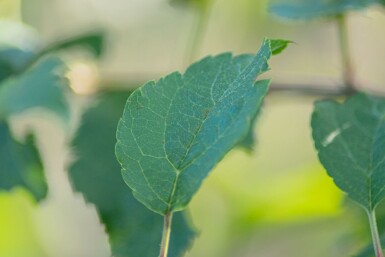 Malus 'Red Sentinel' hoogstam 8/10