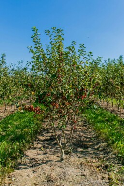 Sierappel Malus 'Red Sentinel' Meerstammig Malus 'Red Sentinel' meerstammig