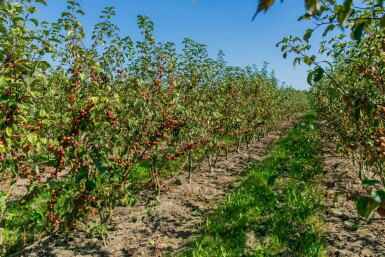 Malus 'Red Sentinel' meerstammig 150-175
