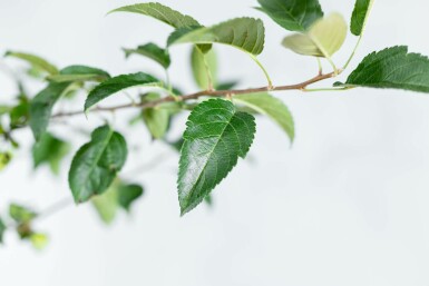 Malus 'Red Sentinel' meerstammig 150-175