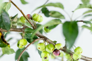 Malus 'Red Sentinel' meerstammig 150-175