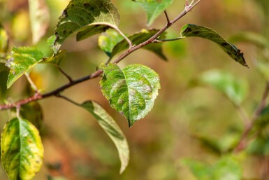 Malus 'Red Sentinel' meerstammig 150-175