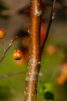Malus 'Red Sentinel' meerstammig 150-175