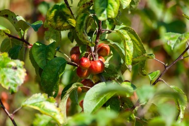 Malus 'Red Sentinel' meerstammig 150-175