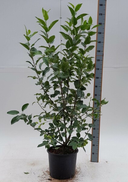 Malus 'Red Sentinel' struik 60-80