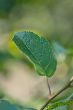 Malus 'Red Sentinel' struik 60-80