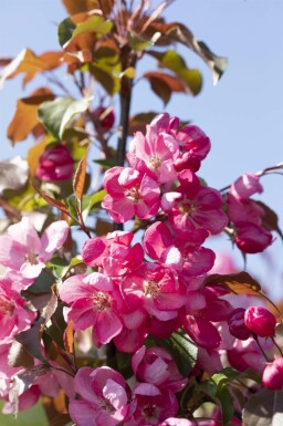 Malus 'Rudolph' hoogstam 10/12