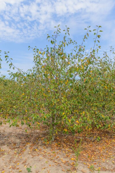Malus 'Rudolph' meerstammig 200-250