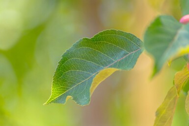 Malus 'Rudolph' meerstammig 200-250