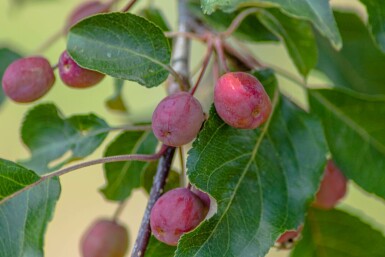 Malus 'Rudolph' meerstammig 200-250
