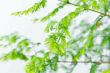 Metasequoia glyptostroboides hoogstam 8/10