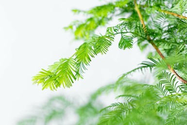 Chinese watercipres Metasequoia glyptostroboides Beveerd stamomtrek 18-20 P Metasequoia glyptostroboides beveerd 18/20