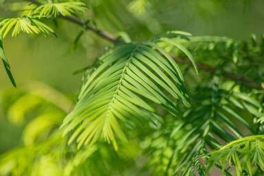 Chinese watercipres Metasequoia glyptostroboides Beveerd stamomtrek 18-20 P Metasequoia glyptostroboides beveerd 18/20