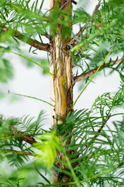 Metasequoia glyptostroboides beveerd 14/16