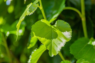 Morus alba hoogstam 10/12