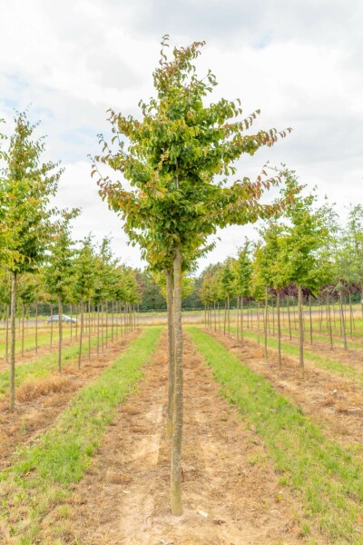 Morus nigra hoogstam 12/14