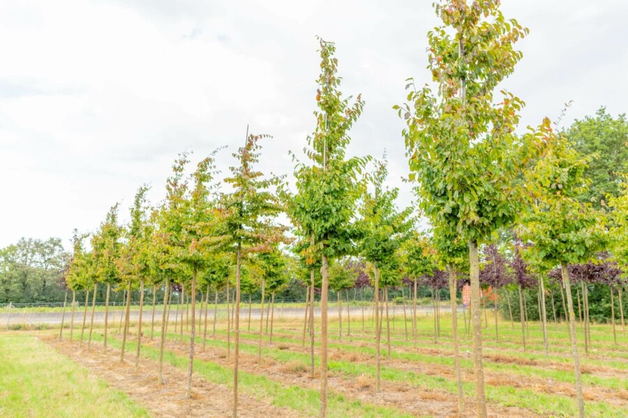 Moerbei Morus nigra Hoogstam stamomtrek 12-14 P Morus nigra hoogstam 12/14