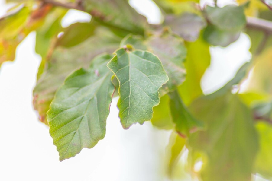 Moerbei Morus nigra Hoogstam stamomtrek 12-14 P Morus nigra hoogstam 12/14