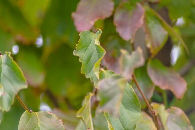 Morus nigra hoogstam 12/14