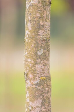 Morus nigra hoogstam 12/14