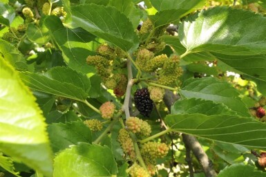 Moerbei Morus nigra Hoogstam stamomtrek 12-14 P Morus nigra hoogstam 12/14