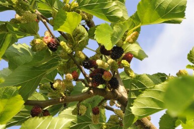 Morus nigra hoogstam 12/14