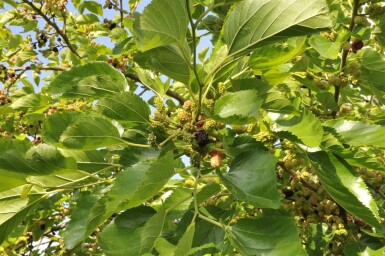 Morus nigra hoogstam 12/14