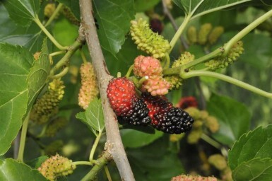 Moerbei Morus nigra Hoogstam stamomtrek 12-14 P Morus nigra hoogstam 12/14