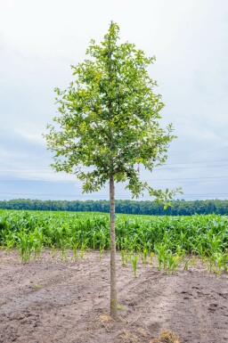 Zwarte tupeloboom Nyssa sylvatica Hoogstam Nyssa sylvatica hoogstam