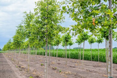 Nyssa sylvatica hoogstam