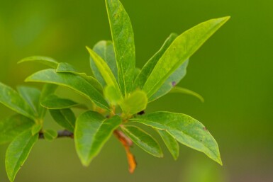 Nyssa sylvatica hoogstam 12/14