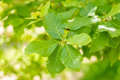 Nyssa sylvatica hoogstam 12/14