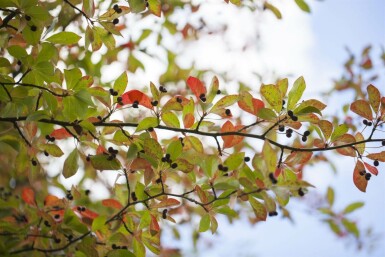 Nyssa sylvatica hoogstam 12/14