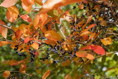 Nyssa sylvatica hoogstam 12/14