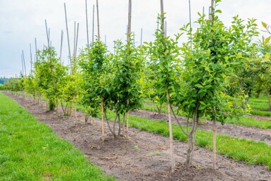 Nyssa sylvatica meerstammig