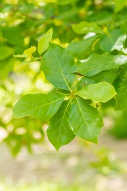 Nyssa sylvatica meerstammig 250-300