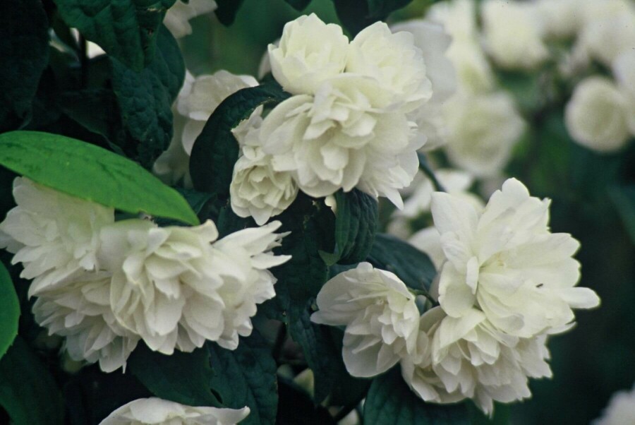 Boerenjasmijn Philadelphus 'Virginal' Struik 30-40 Pot C2,5 Philadelphus 'Virginal' struik 30-40 cm
