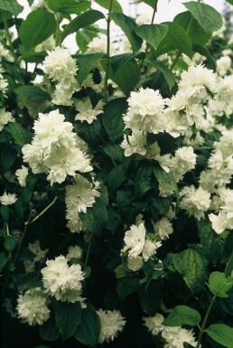 Boerenjasmijn Philadelphus 'Virginal' Struik 30-40 Pot C3