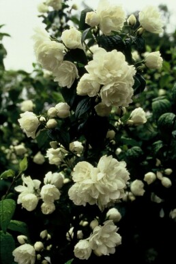Philadelphus 'Virginal' C3 30-40