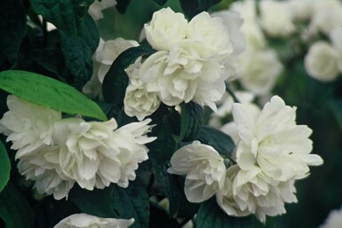 Boerenjasmijn Philadelphus 'Virginal' Struik 30-40 Pot C3 Philadelphus 'Virginal' struik 30-40 cm
