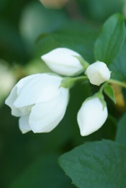 Philadelphus 'Virginal' C3 30-40
