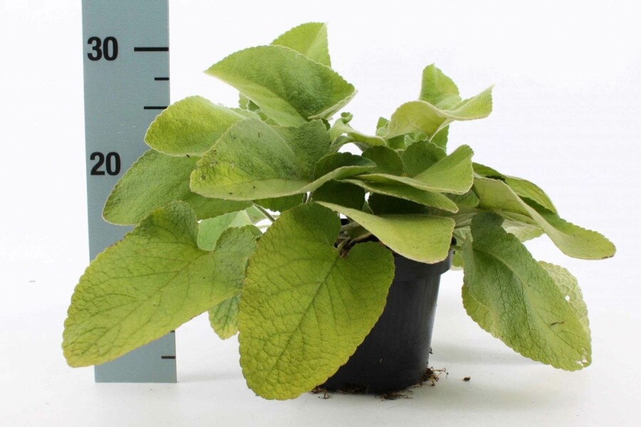 Brandkruid Phlomis russeliana 10-15 Pot C2 Phlomis russeliana