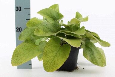 Brandkruid Phlomis russeliana 10-15 Pot C2 Phlomis russeliana