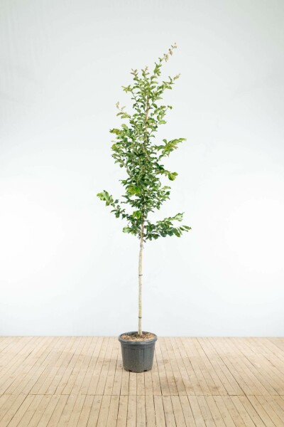 Parrotia persica 'Vanessa' hoogstam 16/18