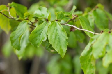 Parrotia persica 'Vanessa' hoogstam 16/18