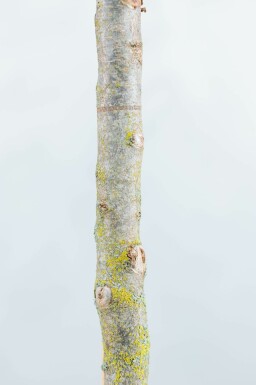 Parrotia persica 'Vanessa' beveerd