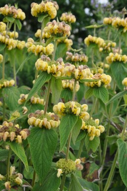 Brandkruid Phlomis russeliana 5-10 Pot P9 Phlomis russeliana