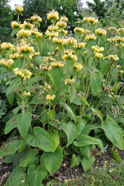 Brandkruid Phlomis russeliana 5-10 Pot P9 Phlomis russeliana