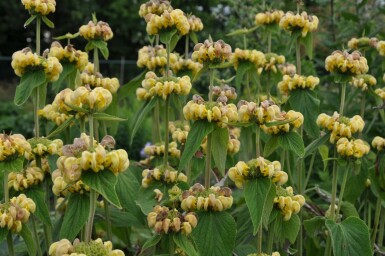 Brandkruid Phlomis russeliana 5-10 Pot P9 Phlomis russeliana